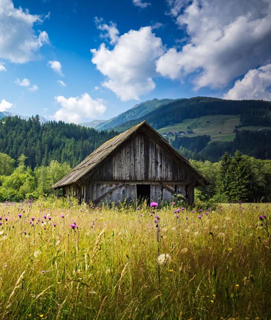 Blooming Meadow