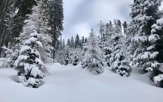 Ein Wald im Winter