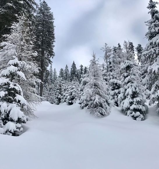 Un bosco in inverno