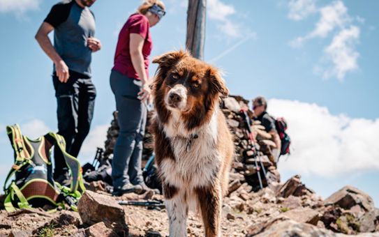 Andare in montagna con il cane