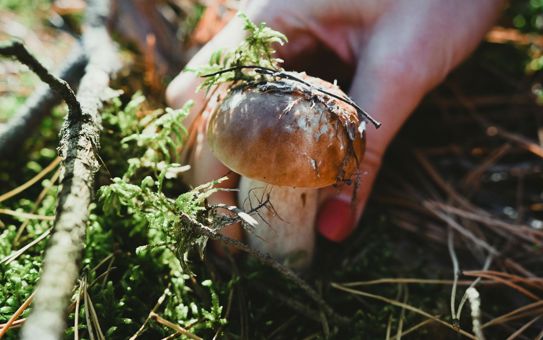 A person is picking up a fresh porcini mushroom